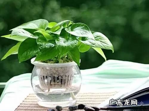 防辐射的植物有哪些 什么防辐射植物