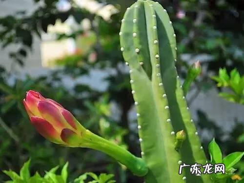 防辐射的植物有哪些 什么防辐射植物