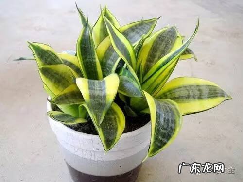 防辐射的植物有哪些 什么防辐射植物