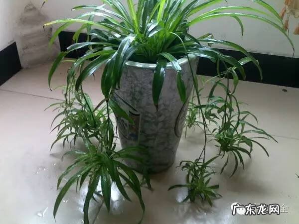 防辐射的植物有哪些 什么防辐射植物