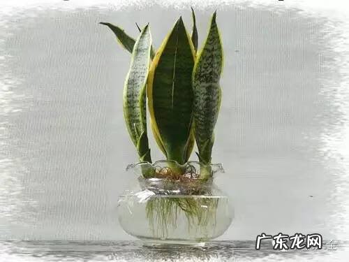 防辐射的植物有哪些 什么防辐射植物