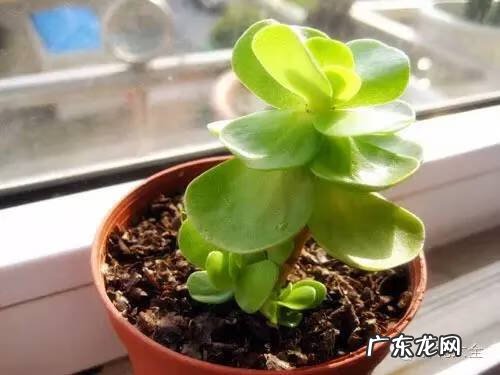 防辐射的植物有哪些 什么防辐射植物