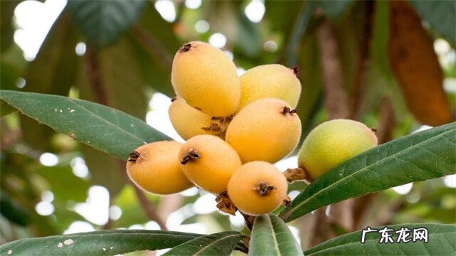 枇杷树的风水解说 枇杷树的风水说法