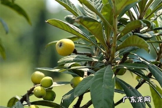 枇杷树的风水解说 枇杷树的风水说法