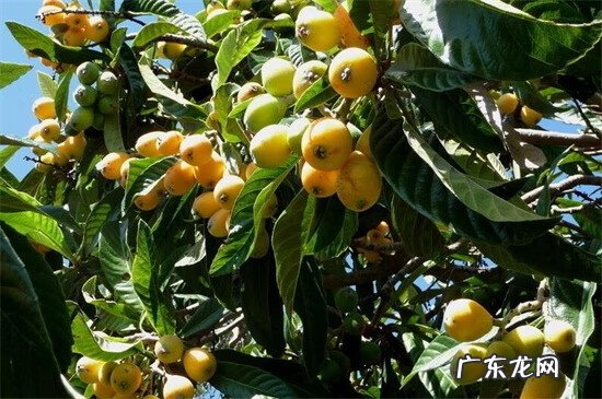 枇杷树的风水解说 枇杷树的风水说法