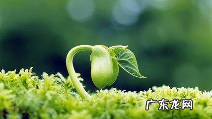 关于实现中国梦的演讲稿 我的梦和中国梦演讲稿