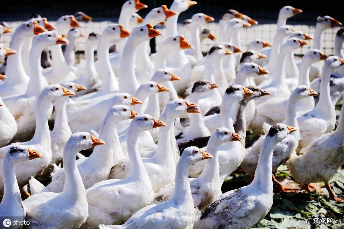 什么叫空心方阵 空心方阵总人数