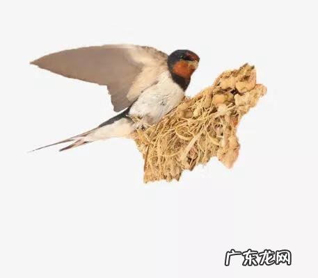 燕的风水 燕子的风水