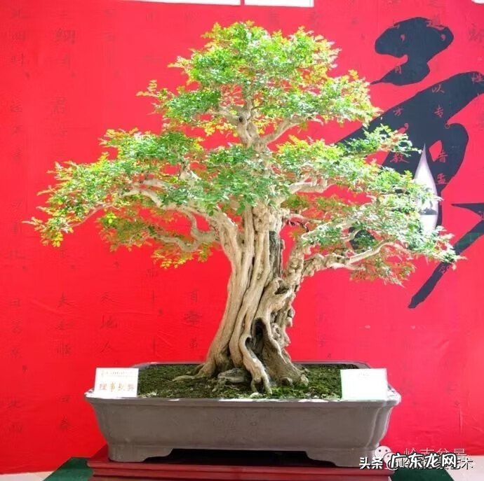 五行什么行业属金 五行风水学中的金属于什么