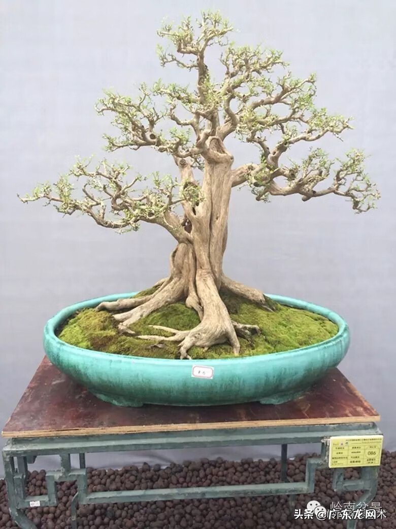 五行什么行业属金 五行风水学中的金属于什么