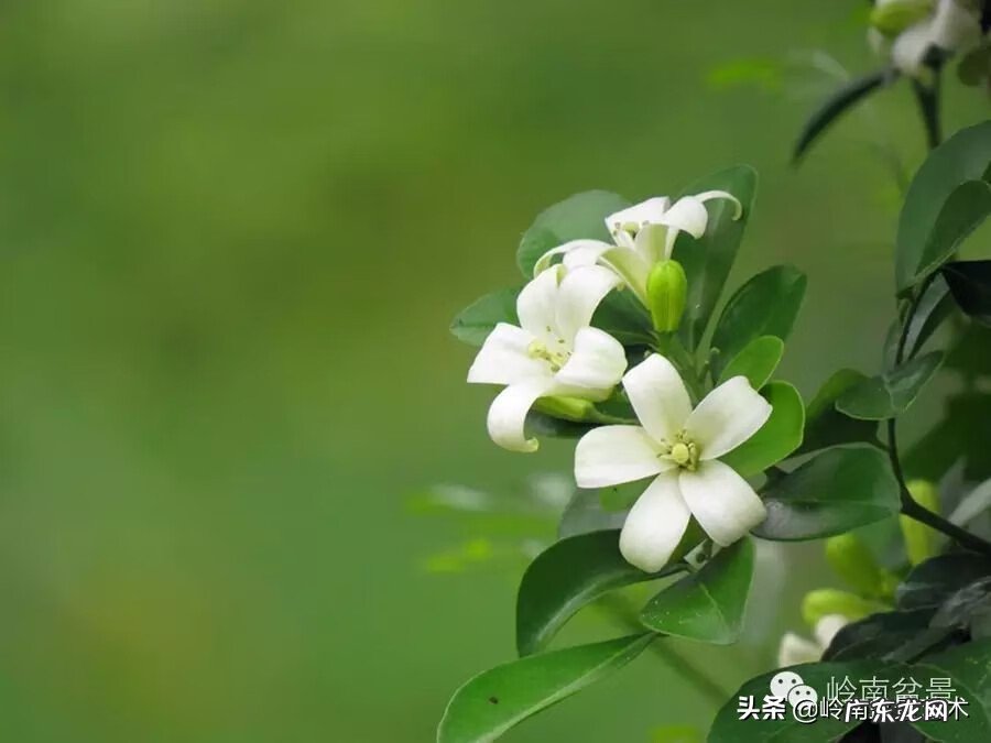 五行什么行业属金 五行风水学中的金属于什么