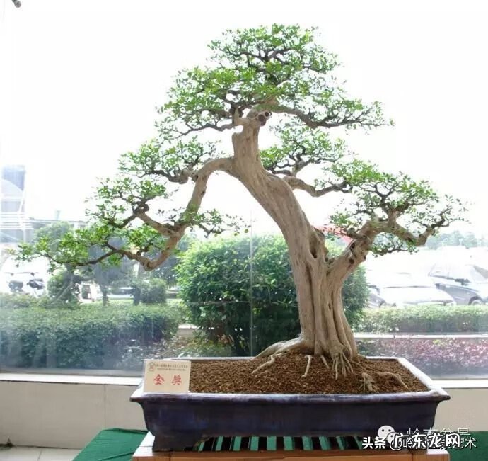 五行什么行业属金 五行风水学中的金属于什么