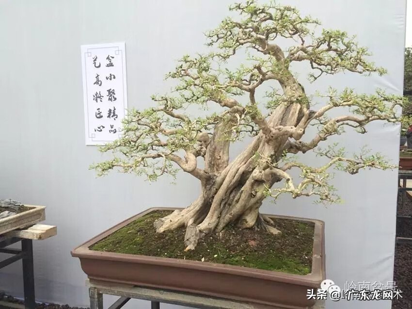 五行什么行业属金 五行风水学中的金属于什么