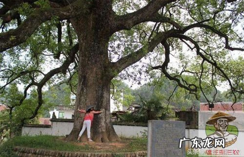 树木什么时候砍伐最好 什么时候可以砍树风水