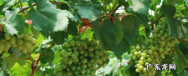 水葡萄能吃吗 水葡萄树