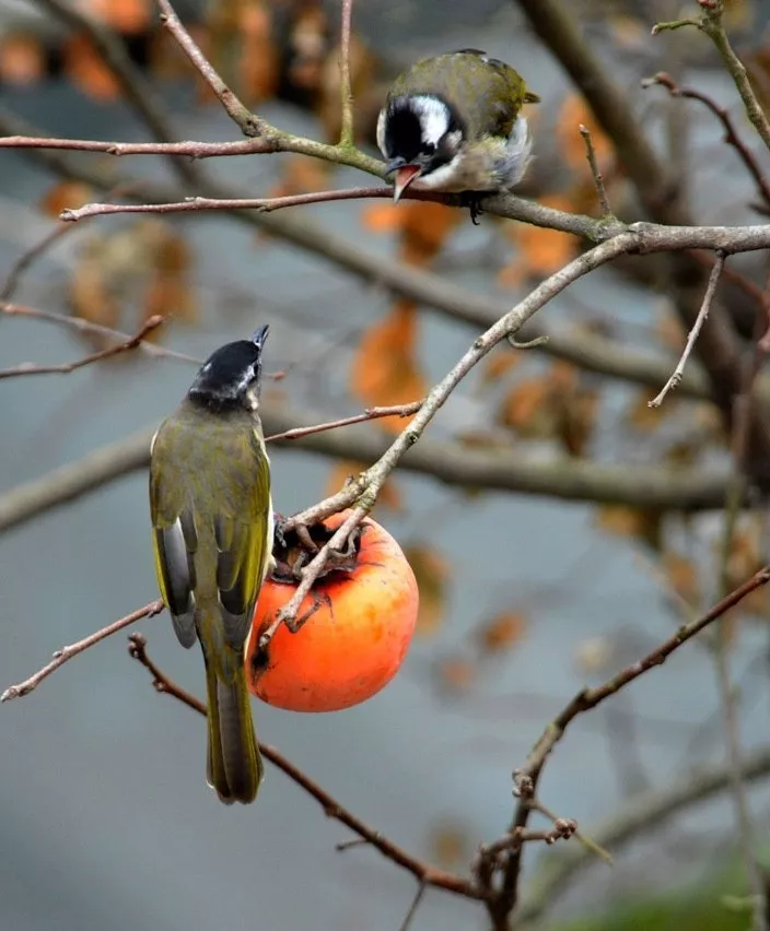 家里风水树有几种 种什么树风水最好