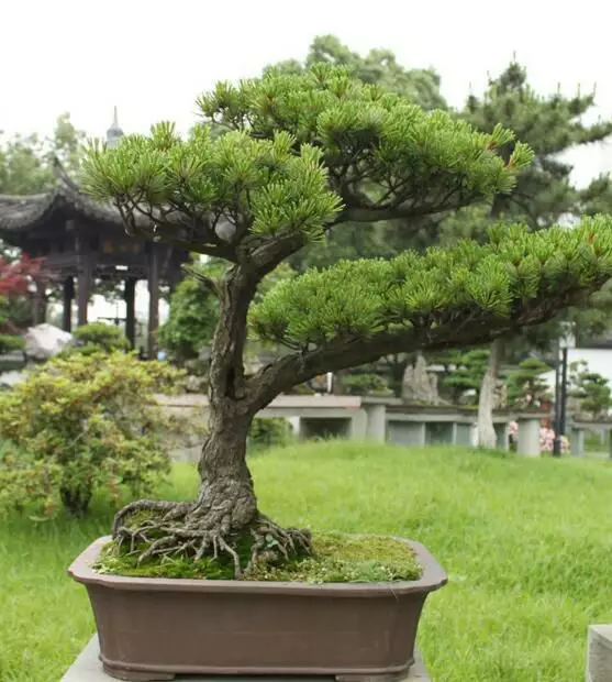 家里风水树有几种 种什么树风水最好