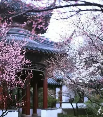 家里风水树有几种 种什么树风水最好