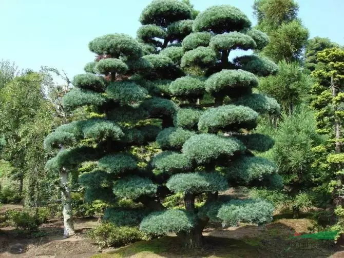 家里风水树有几种 种什么树风水最好