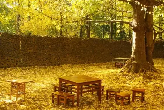 家里风水树有几种 种什么树风水最好