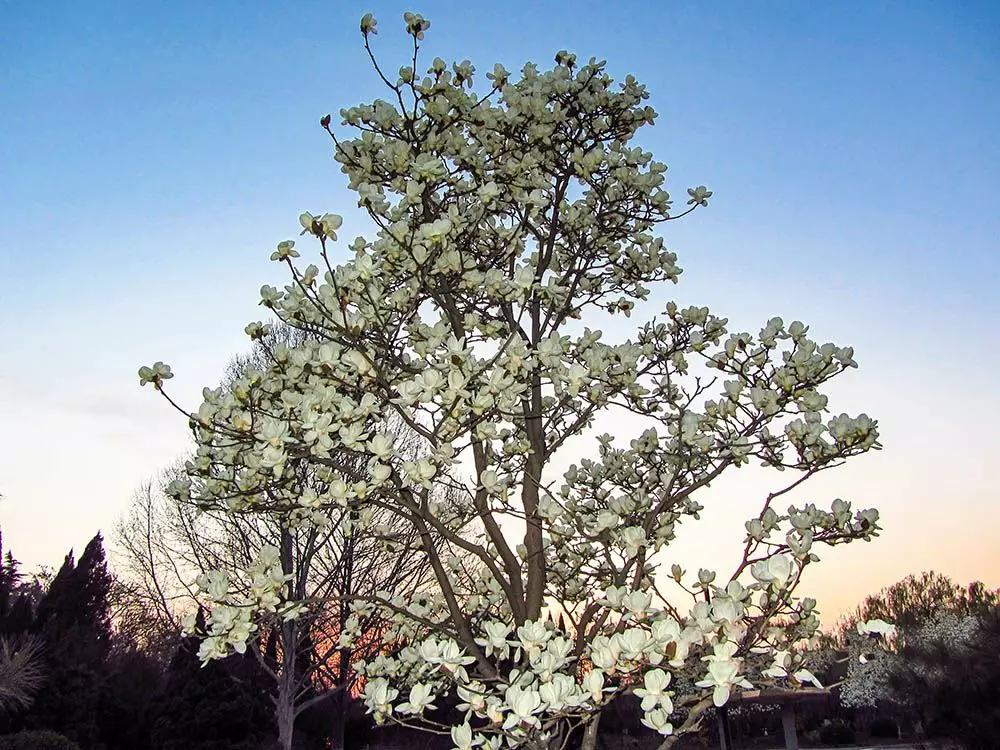 家里风水树有几种 种什么树风水最好