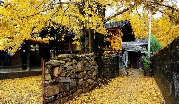 家里风水树有几种 种什么树风水最好