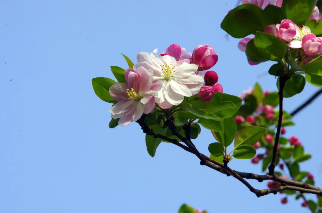 家里风水树有几种 种什么树风水最好
