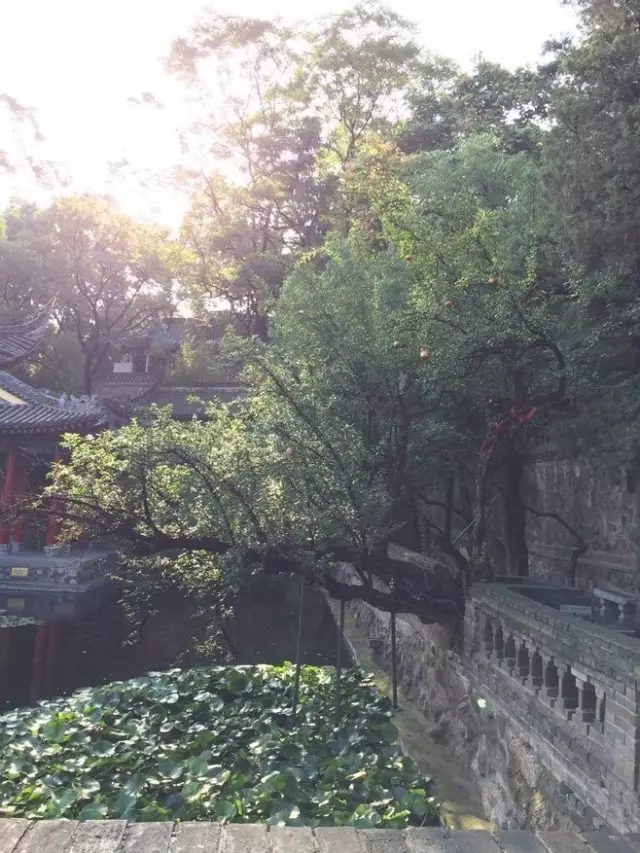 家里风水树有几种 种什么树风水最好