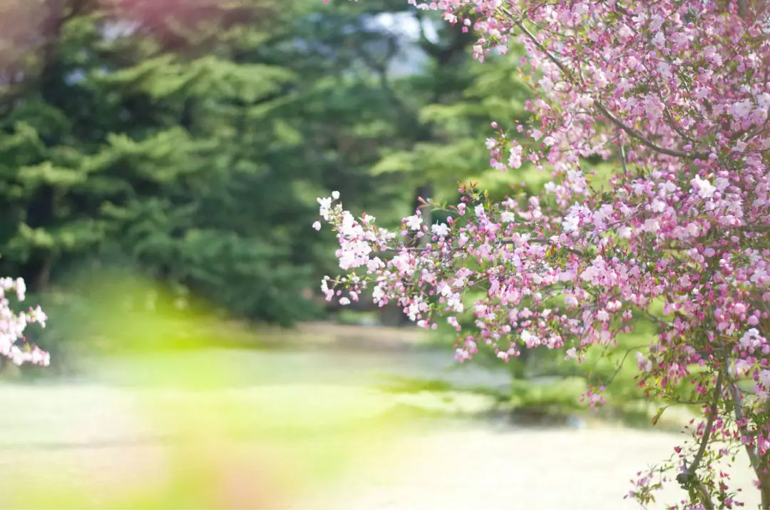 家里风水树有几种 种什么树风水最好