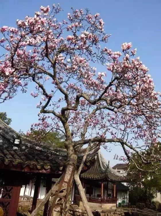 家里风水树有几种 种什么树风水最好