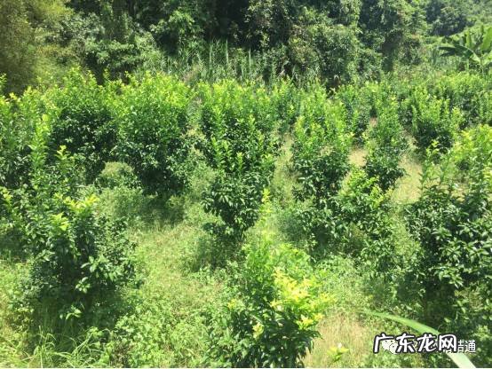 厂门口有条河风水好不好 厂房在河边风水