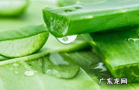 用芦荟祛痘的正确方法 芦荟去痘痘的步骤