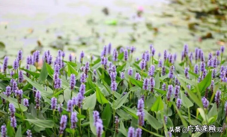 庭院水池图片 别墅花园水池位置