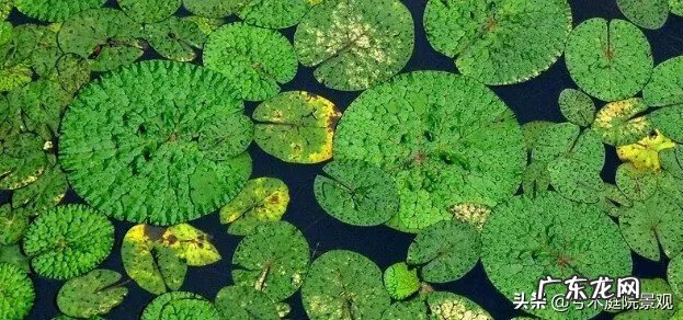 庭院水池图片 别墅花园水池位置