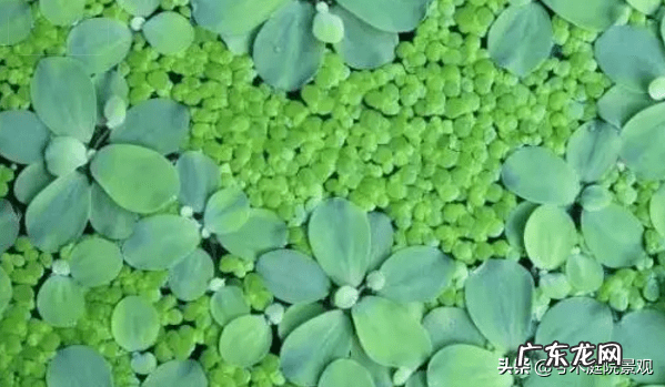 庭院水池图片 别墅花园水池位置