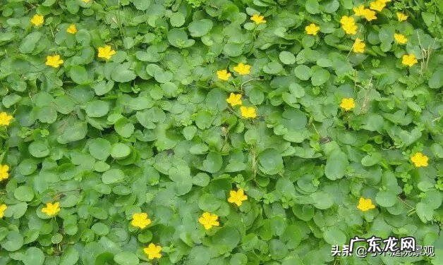 庭院水池图片 别墅花园水池位置