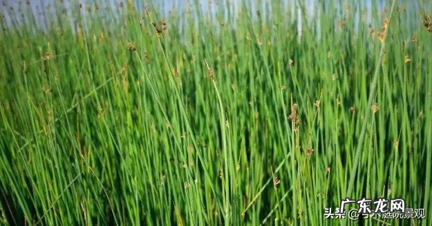 庭院水池图片 别墅花园水池位置