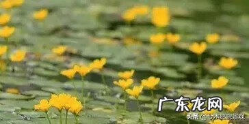 庭院水池图片 别墅花园水池位置