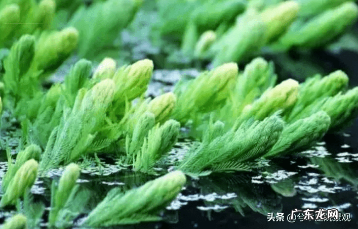 庭院水池图片 别墅花园水池位置