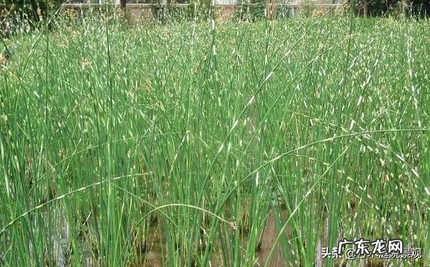 庭院水池图片 别墅花园水池位置