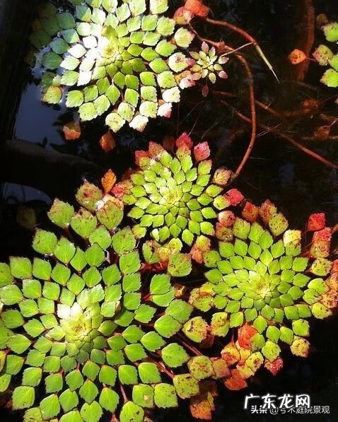 庭院水池图片 别墅花园水池位置