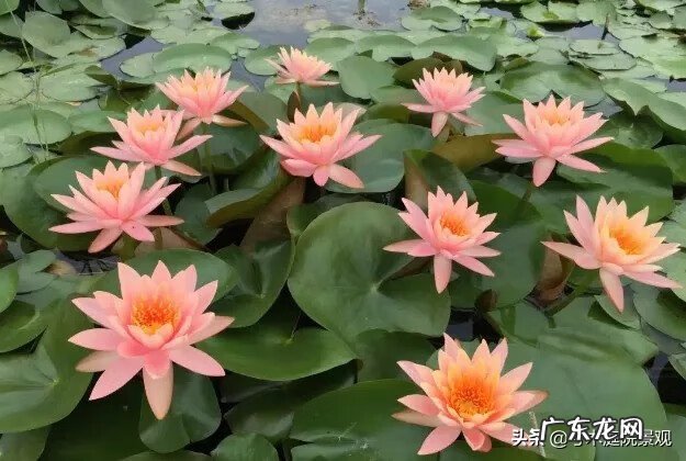 庭院水池图片 别墅花园水池位置