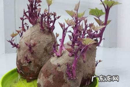 已经发芽的红薯还能吃吗 买的红薯发芽了还能吃吗