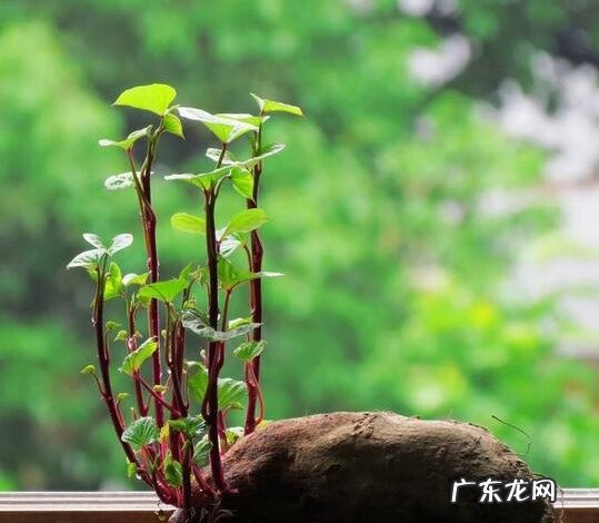 已经发芽的红薯还能吃吗 买的红薯发芽了还能吃吗