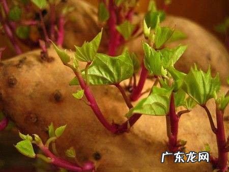 已经发芽的红薯还能吃吗 买的红薯发芽了还能吃吗