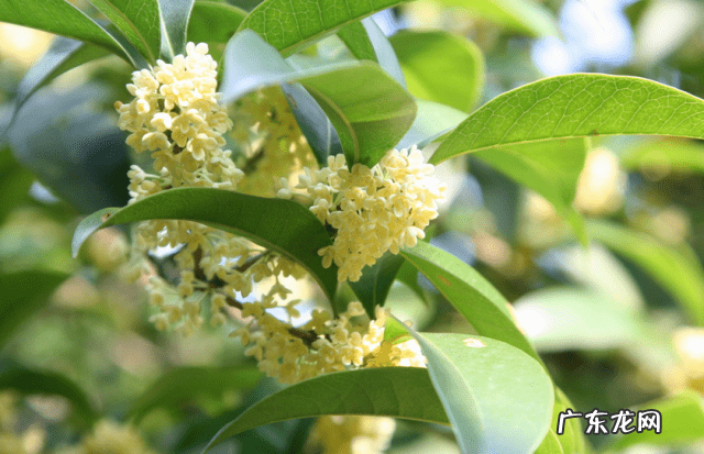 家养棕榈树风水 棕榈树镇宅吗