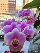 大队委竞选稿 大队部竞选稿怎么写