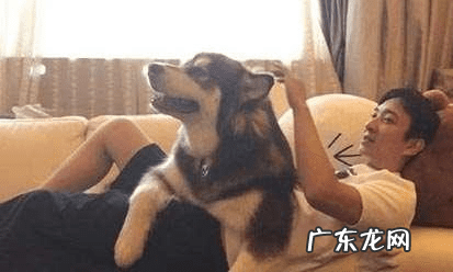 明星们宠物的名字 明星宠物的名字叫什么