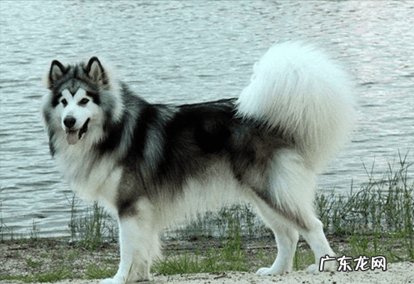 明星们宠物的名字 明星宠物的名字叫什么