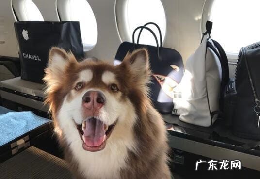 明星们宠物的名字 明星宠物的名字叫什么